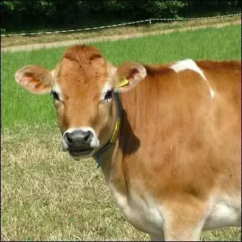 Talana 2* Saint Helier Jersey